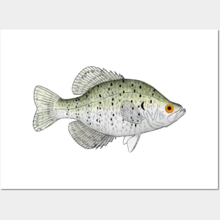 White Crappie Posters and Art